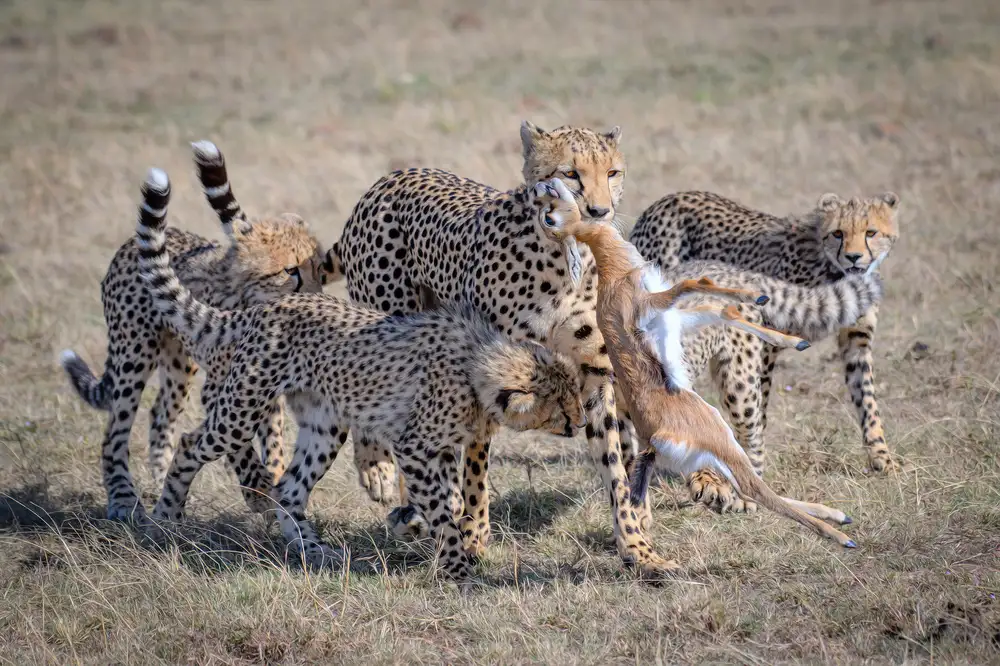 DB, YY: Chasse au guépard
