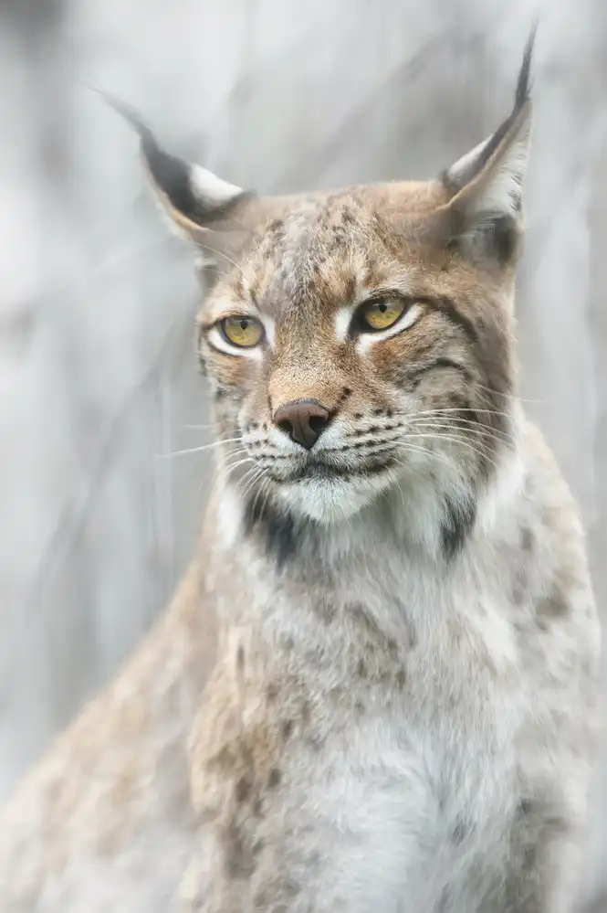 Buye, Pascual Santiago: Lynx portrait in the fog