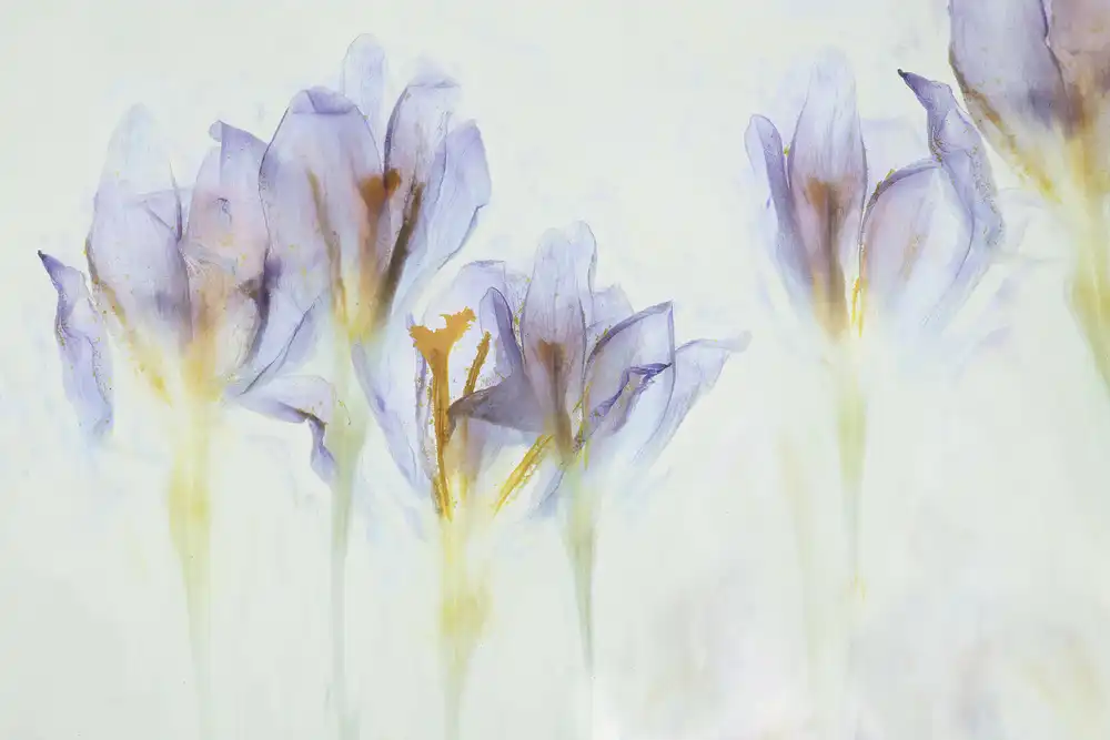 Talen, Nel: Primavera