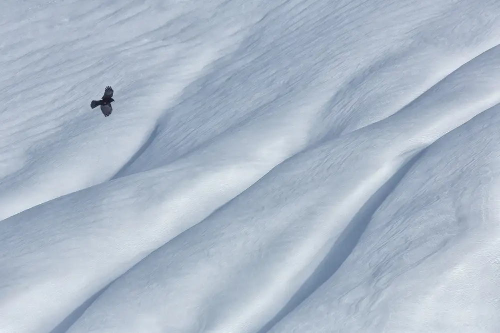 Hermann, Uschi: mountain jackdaw