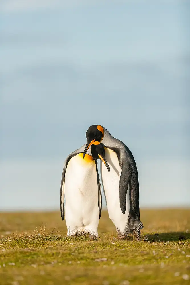 Raga, Gil Joan: Coppia di pinguini reali