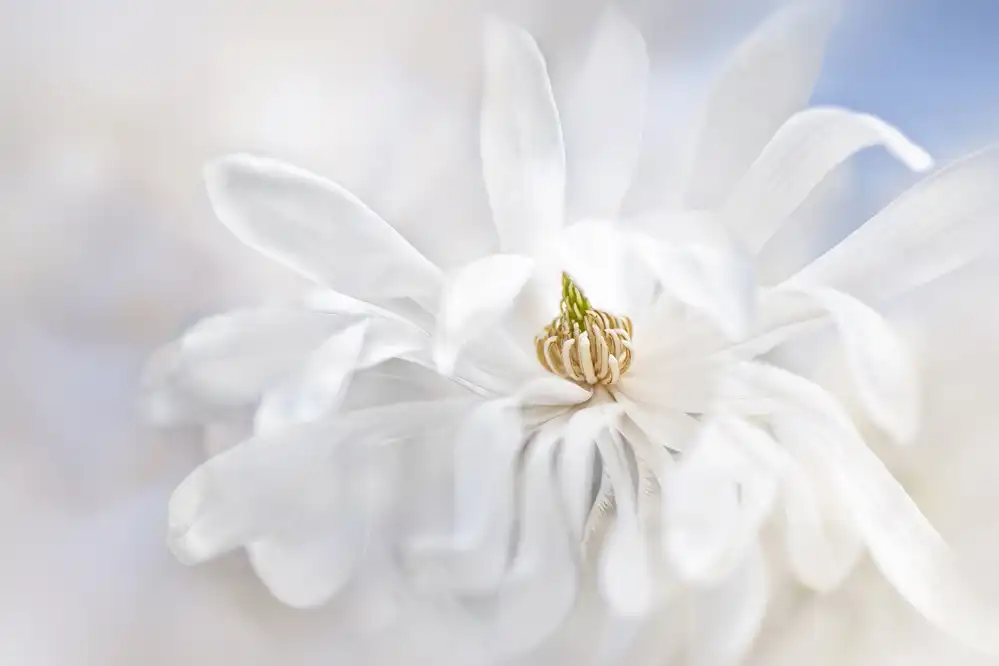 Parker, Jacky: Magnolia Stellarta