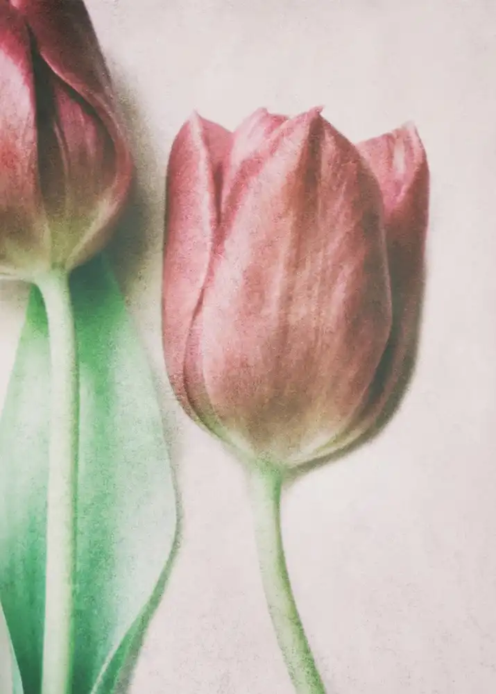 Devos, Delphine: Gli amanti della primavera