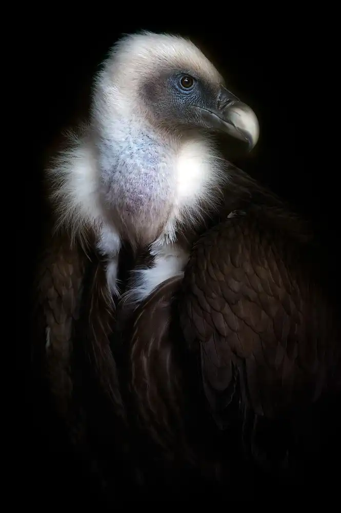 Buye, Pascual Santiago: Vulture portrait II
