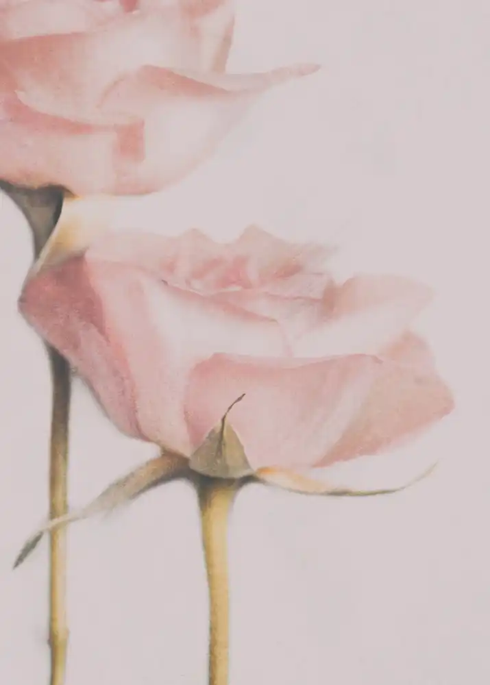 Devos, Delphine: Due rose