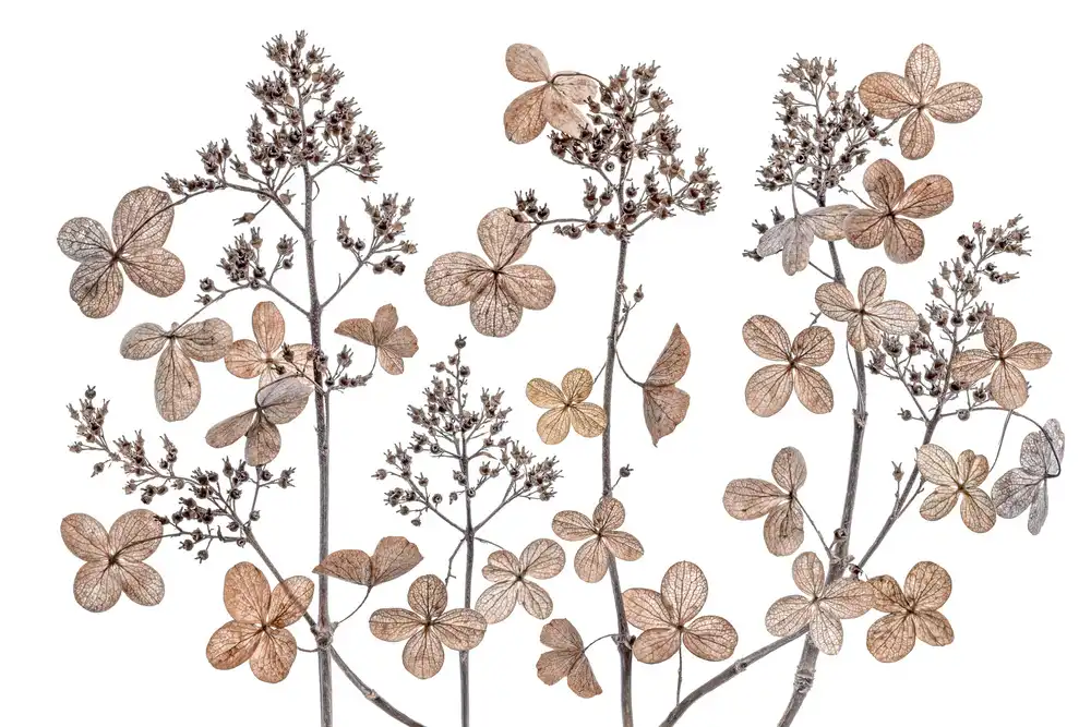 Disher, Mandy: Hydrangea paniculata