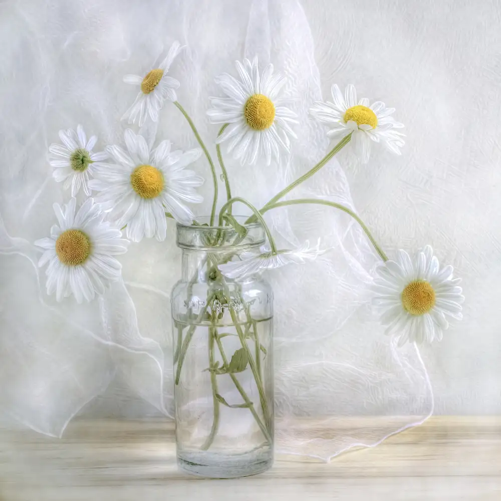 Disher, Mandy: Marguerites