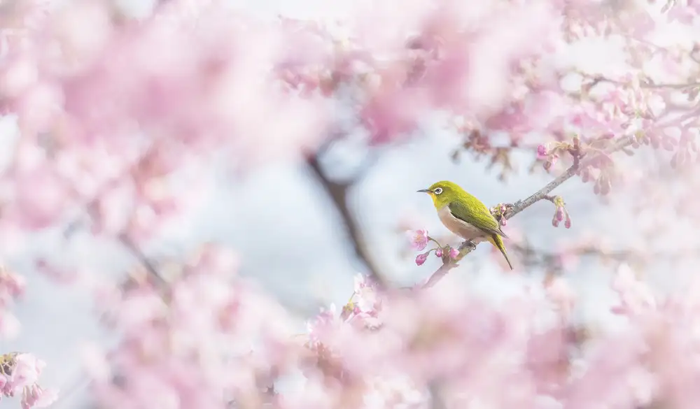 Suzuki, Takashi: Couleur fleur de cerisier