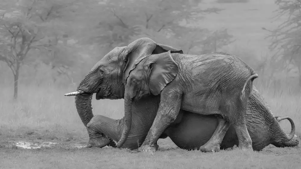 Wei, and Siyu: Mère éléphant et son petit