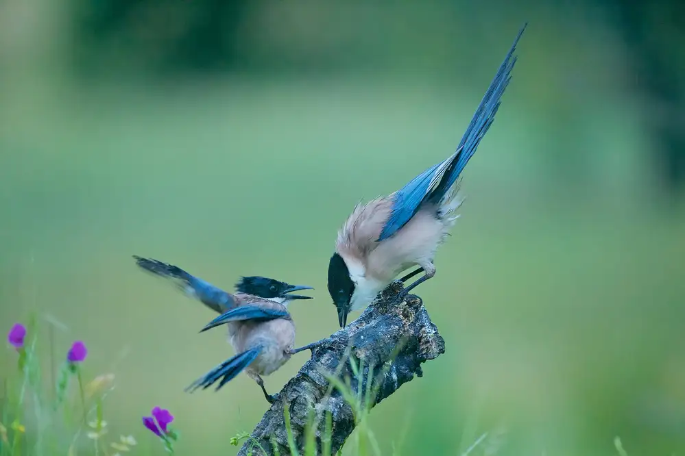 Cooper, Ray: Blaue Elster