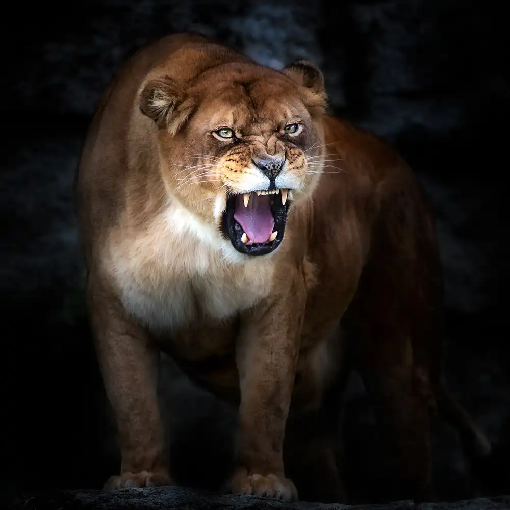 Buye, Pascual Santiago: Lion portrait