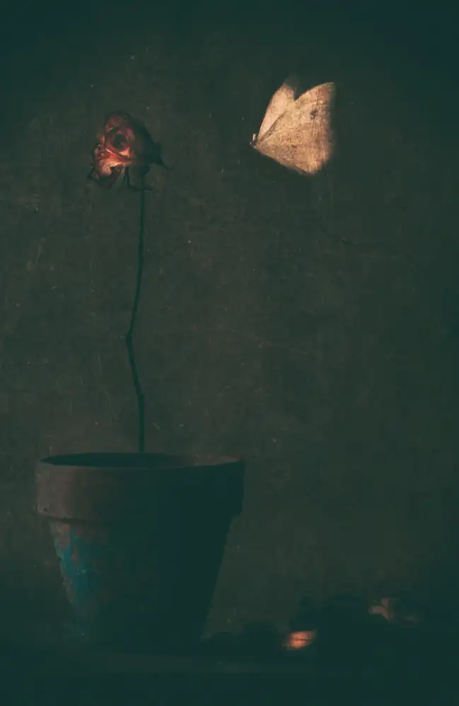 Devos, Delphine: Mon amie la rose...