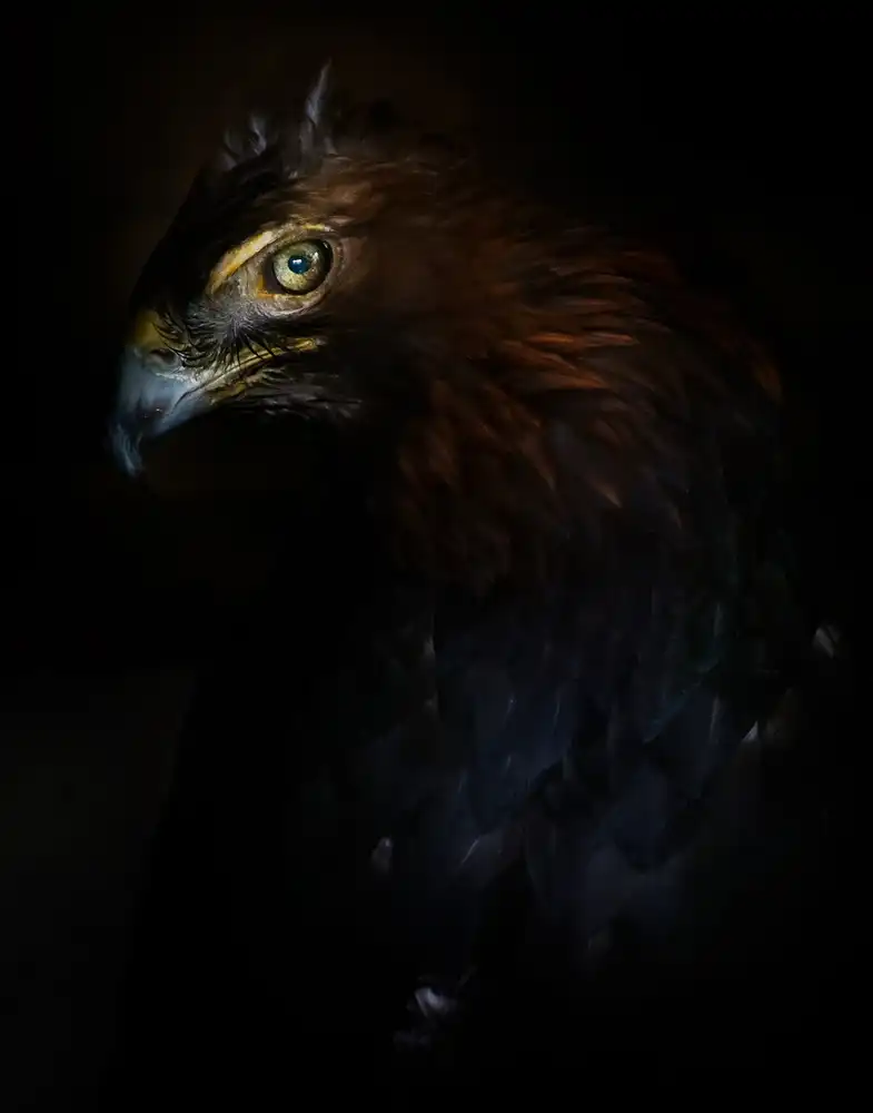 Buye, Pascual Santiago: Eagle portrait
