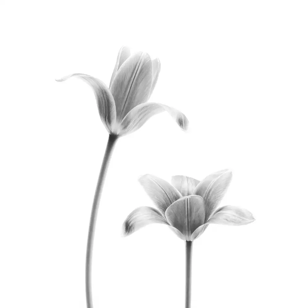 Grønkjær, Lotte: První tulipány