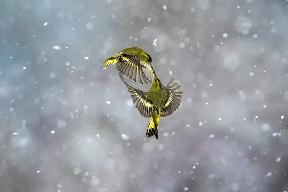 Redaelli, Marco: Fight in the snow
