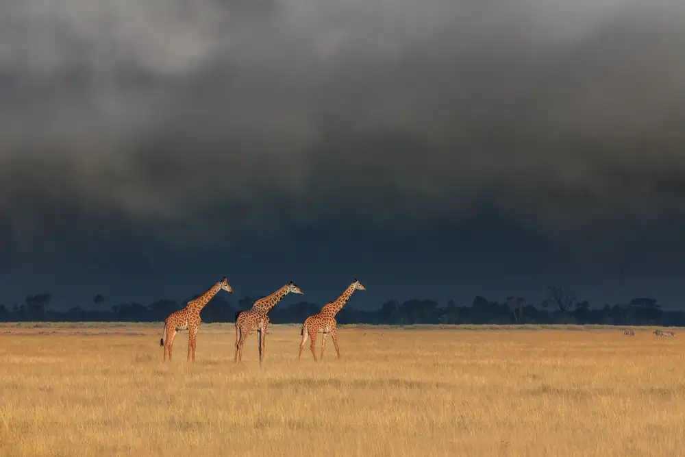 Wei, and Siyu: Trio de girafes dans la tempête au Kenya