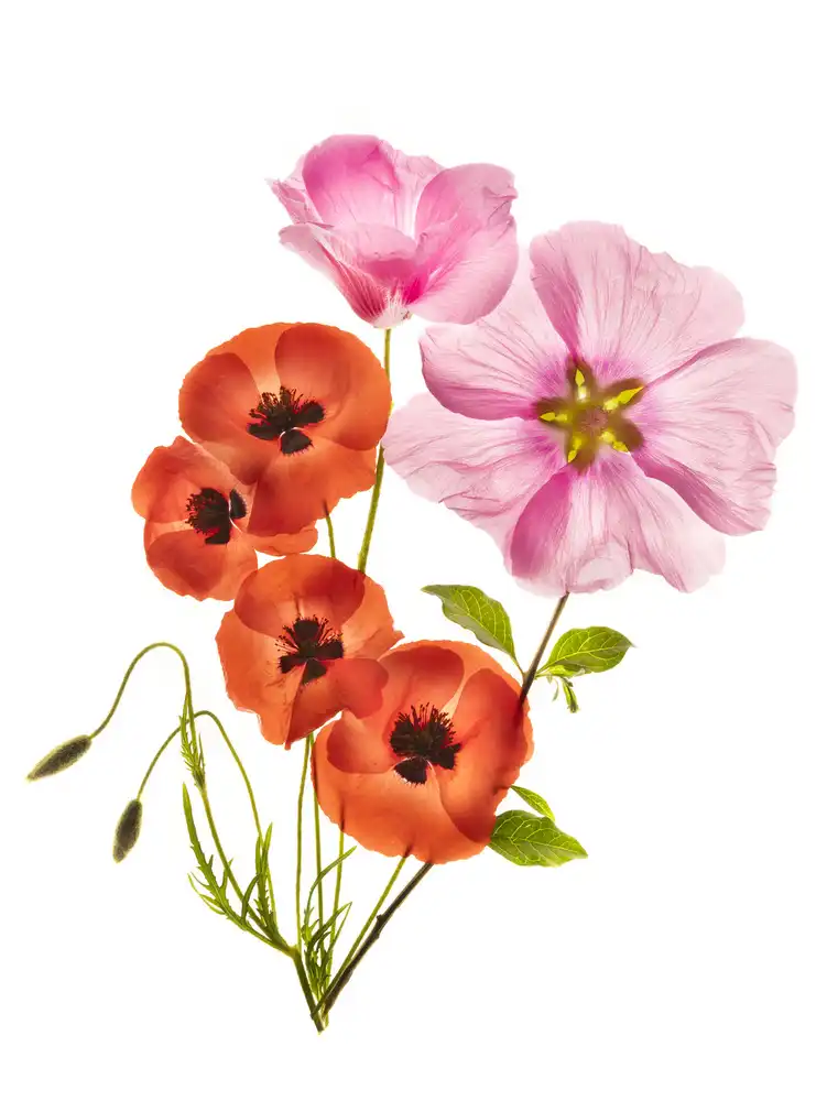 Yakubovitch, Azriel: Composición floral III