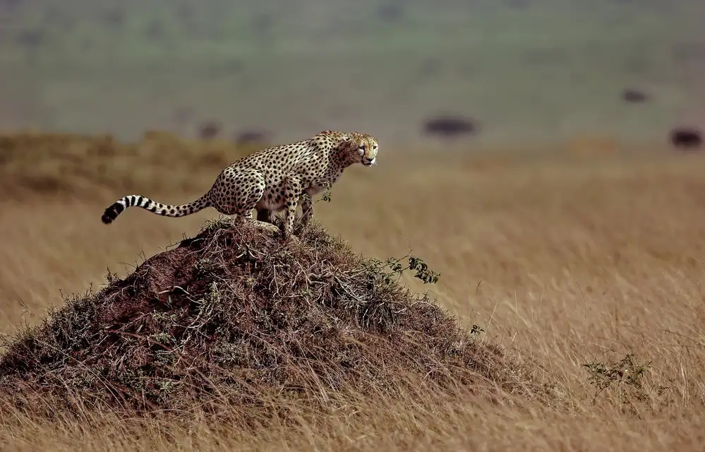 DAmico, Giuseppe: Cheetah