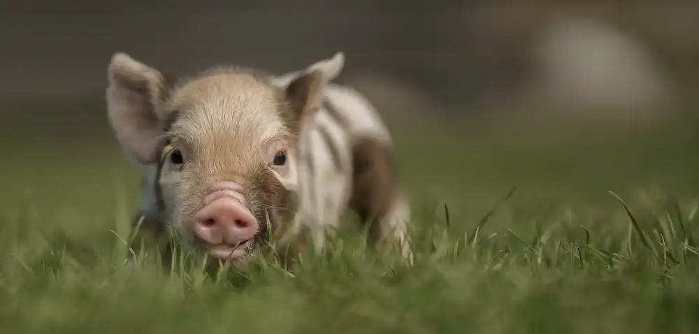 Bosch, den Gert: Hey.....