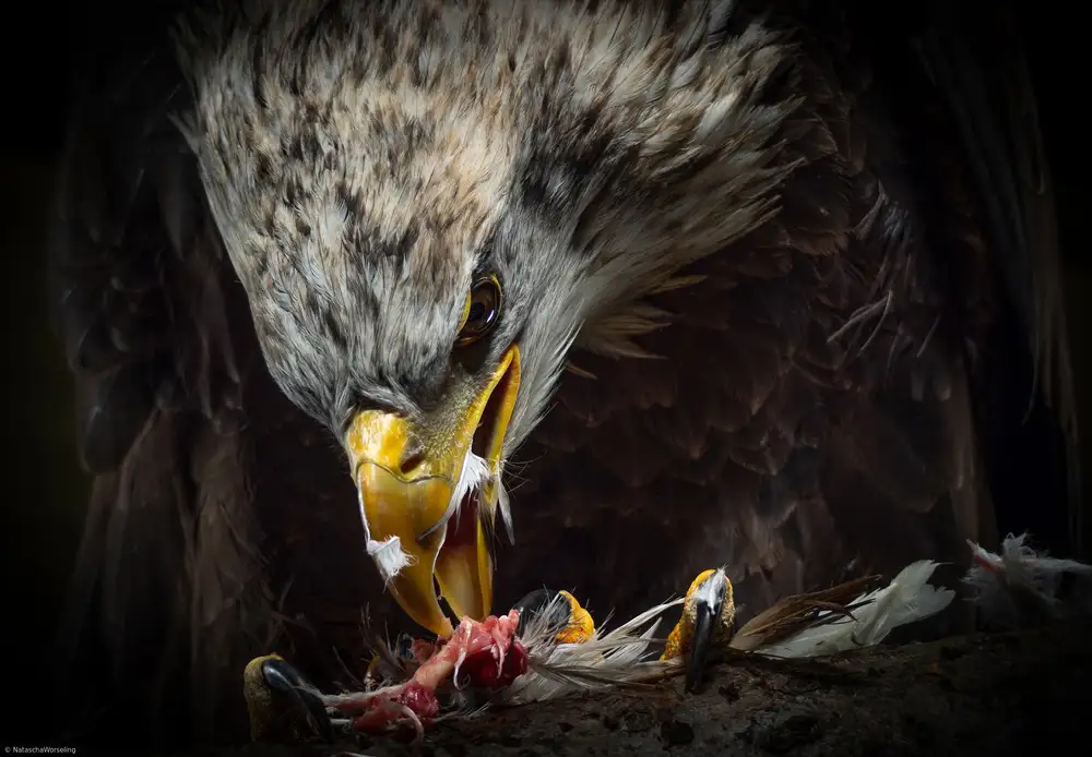 Worseling, Natascha: American Eagle...dinnertime.
