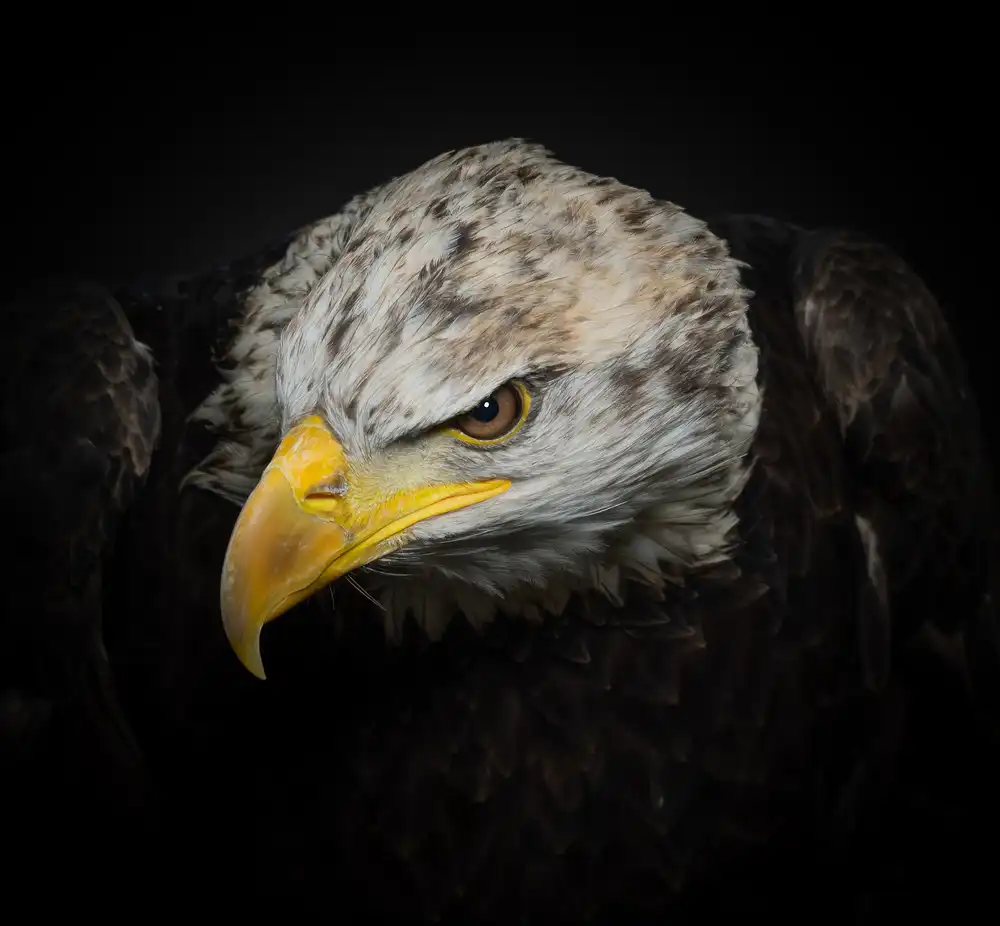 Worseling, Natascha: The American Eagle