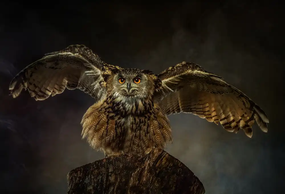 Worseling, Natascha: European Eagle Owl
