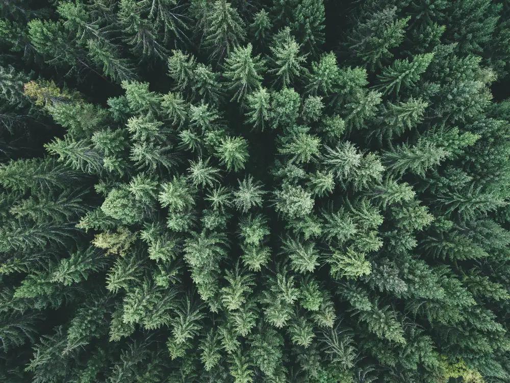 Lindsten, Christian: Foresta lunatica dall'alto