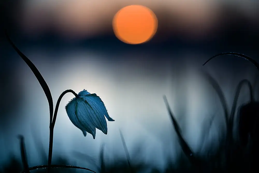 Mijer, Wil: Soleil levant...