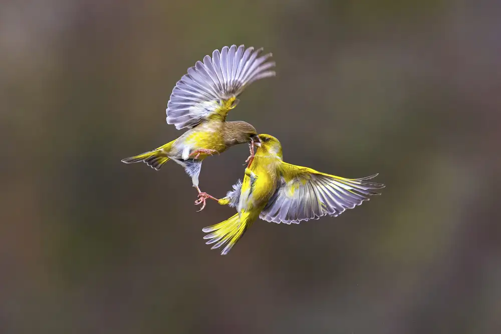 Redaelli, Marco: Wings & beak