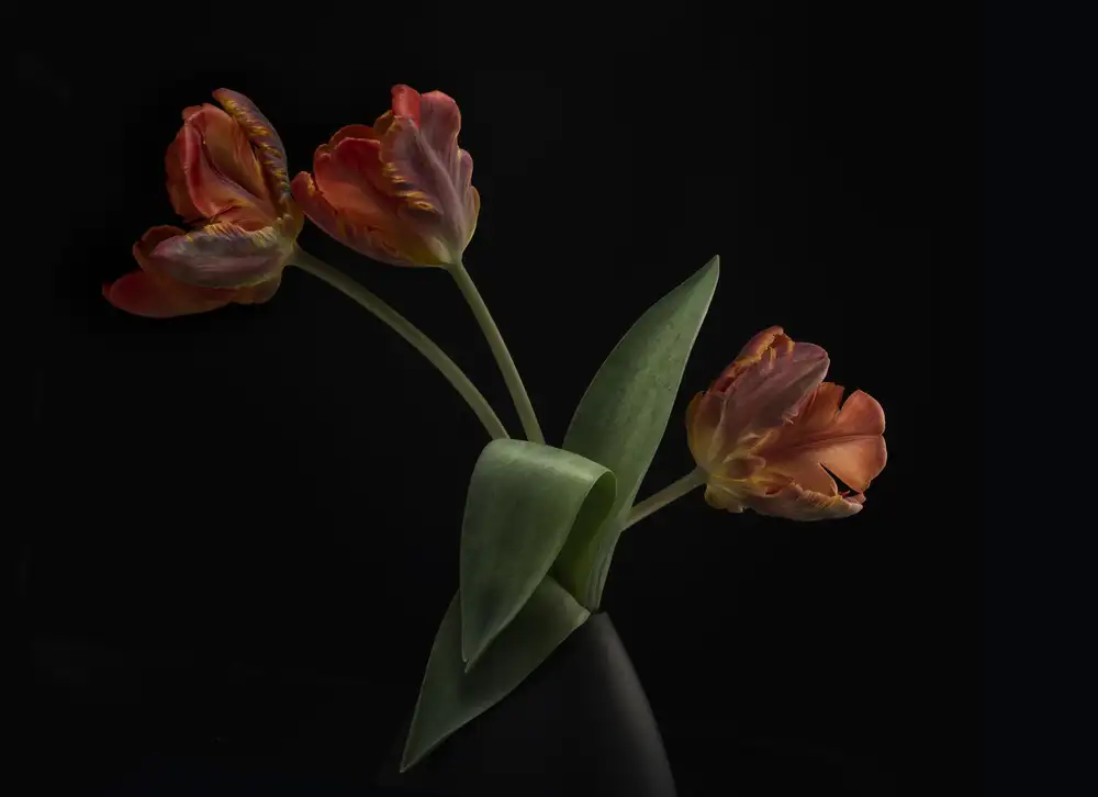 Grønkjær, Lotte: Tulipány ve váze