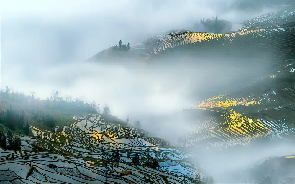 Zhu, Hua: Yuan Yang rice terraces