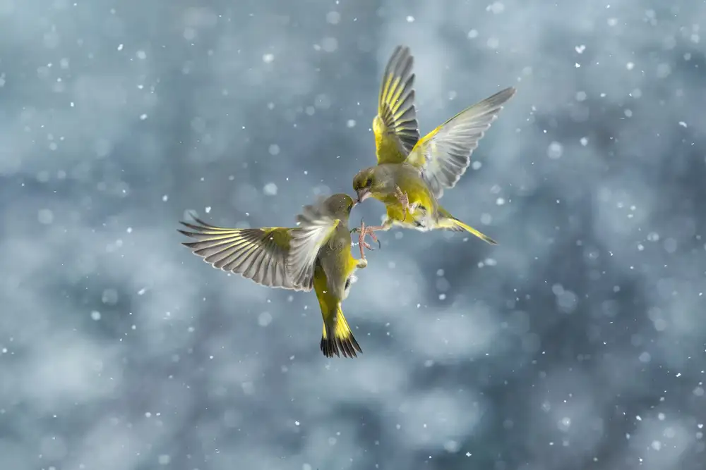 Redaelli, Marco: Snow Battle