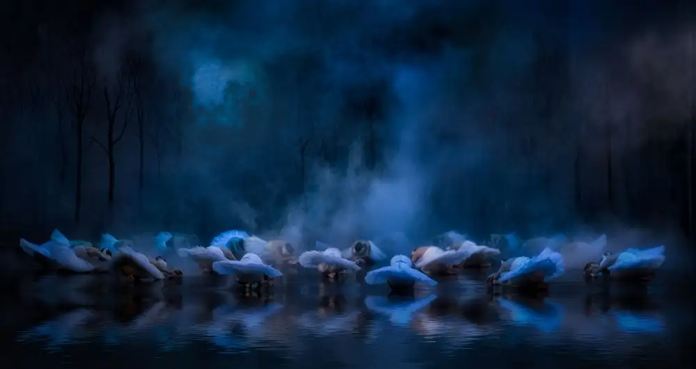 Gerber, Charlaine: Swans on the lake....