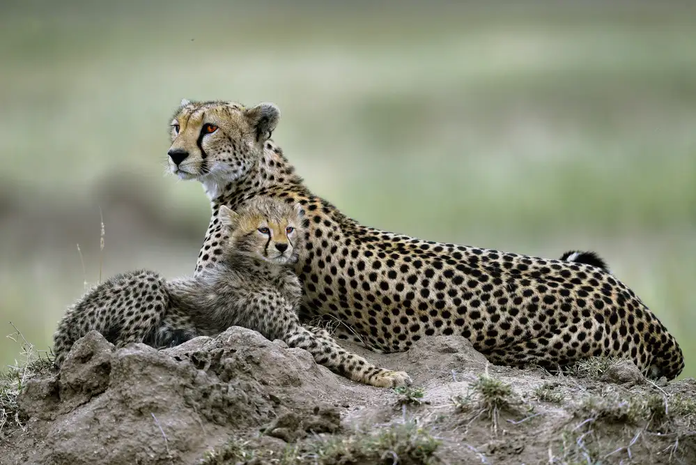 DAmico, Giuseppe: Cheetah
