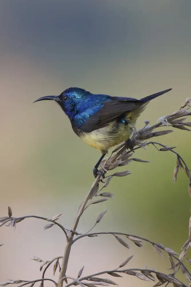 Cooper, Ray: Variabler Sonnenvogel