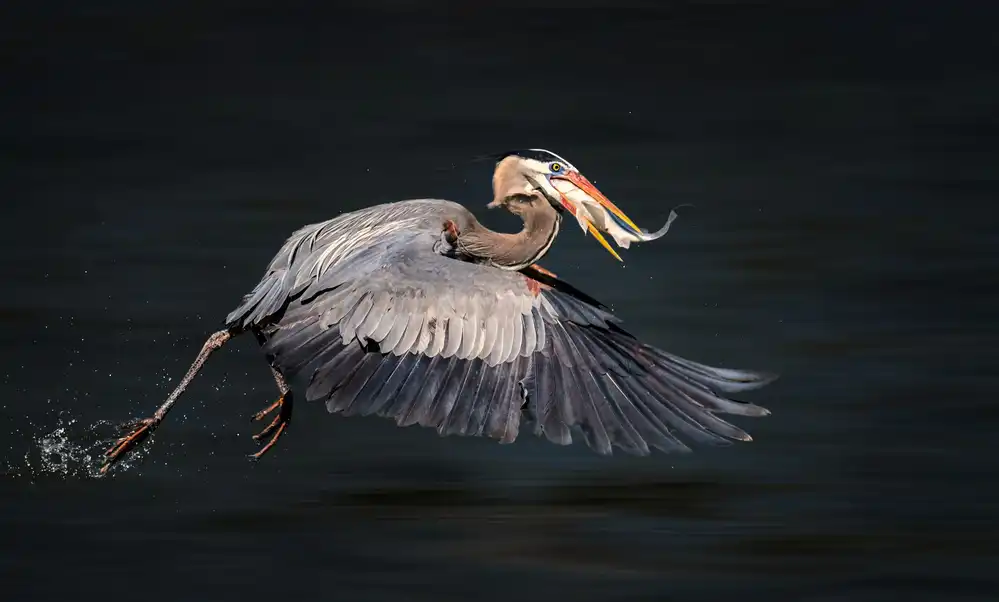 Li, Alex: Swallowing Food in Flight