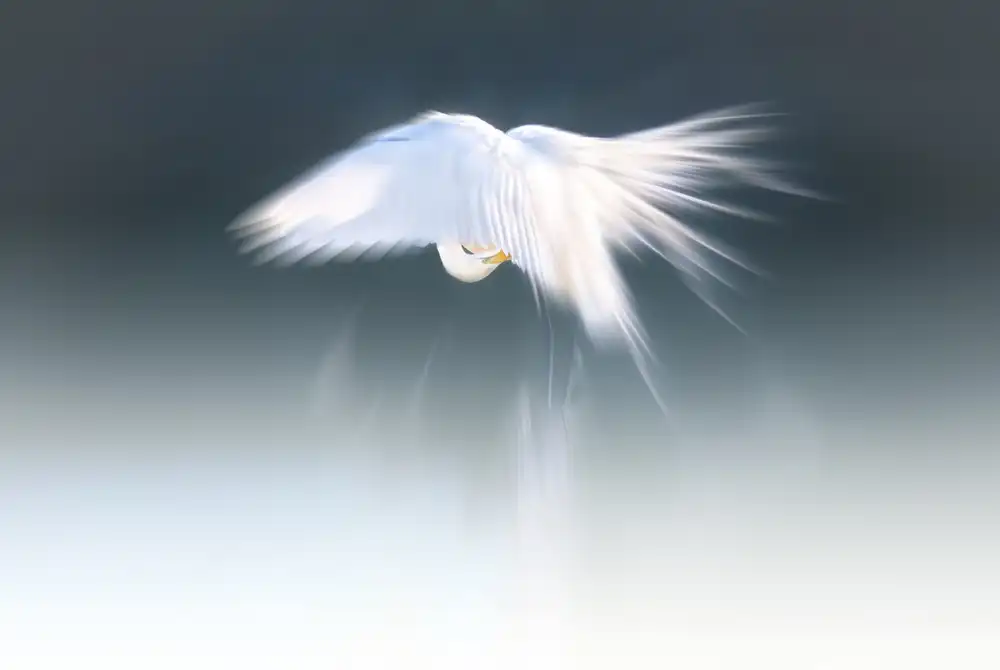 Deng, Larry: Ange blanc