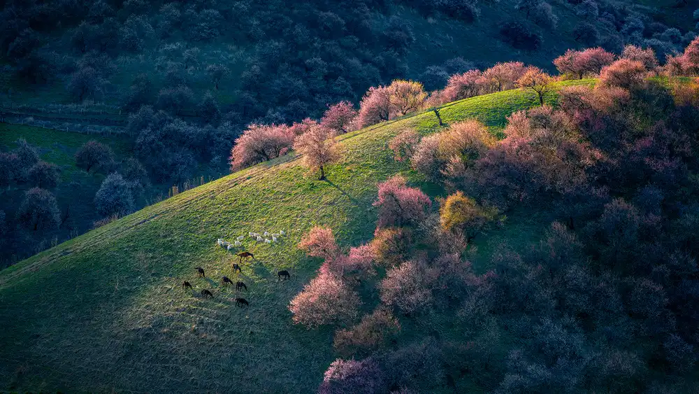 Zhu, Hua: Sunset in the primitive wild apricot forest