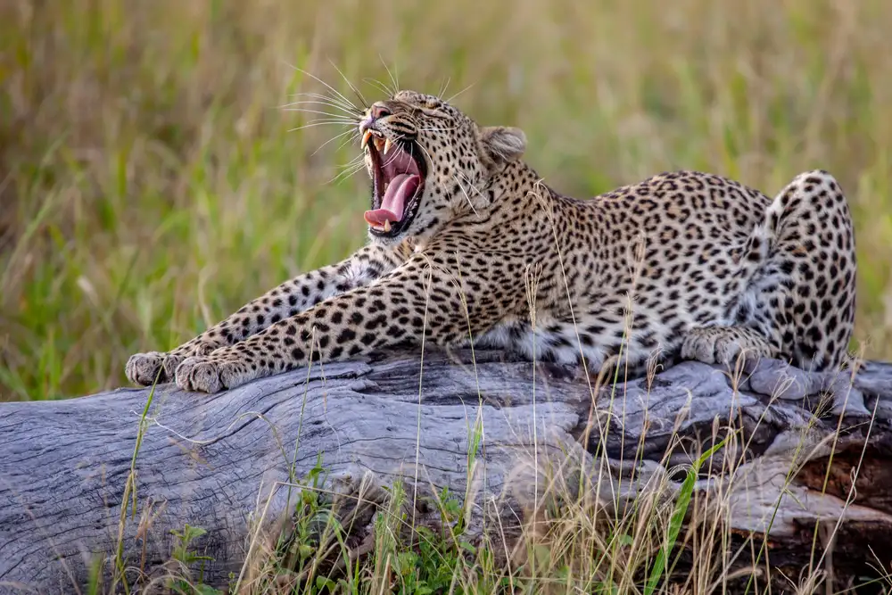 Catta, Alessandro: Yawn !