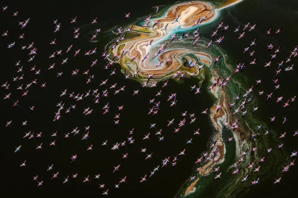 Chen, J. John: Hundreds of Flamingos