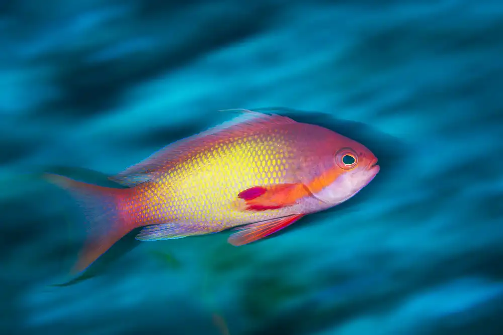 Gabriel, Barathieu: Jewel víla basslet