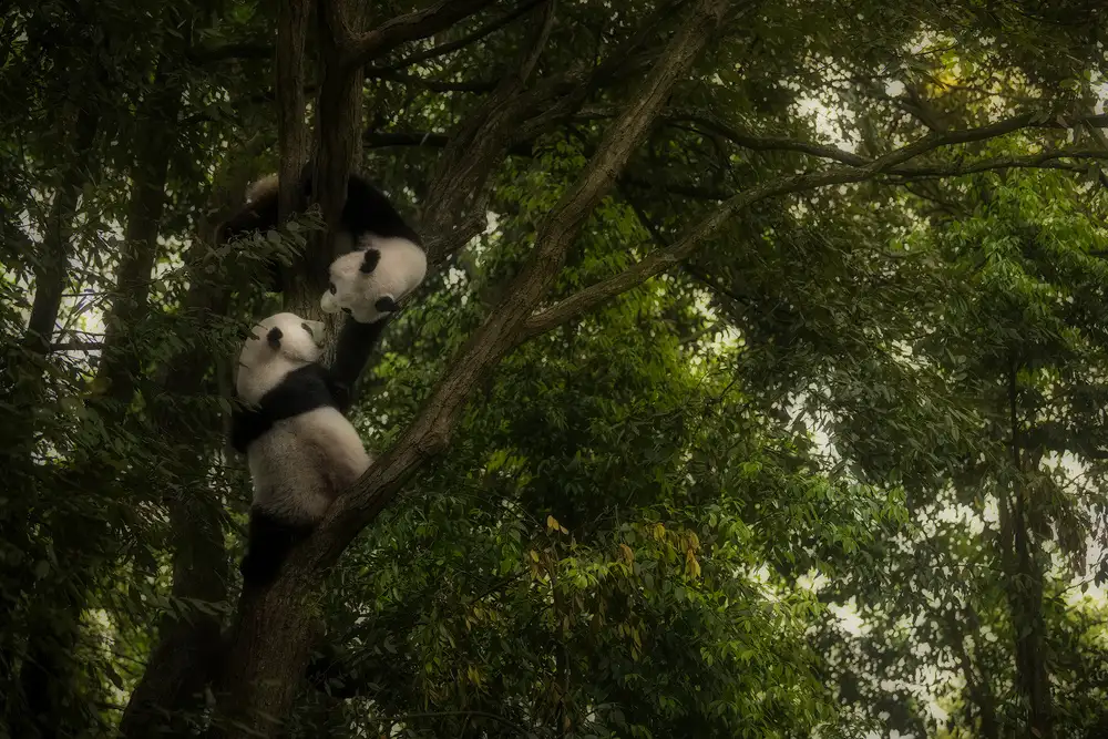 Marchegiani, Roberto: Panda