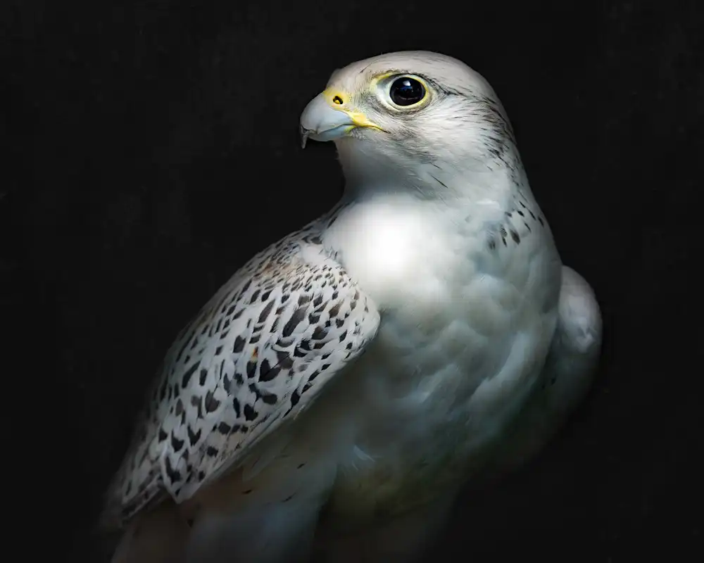 Buye, Pascual Santiago: Gyrfalcon portrait II