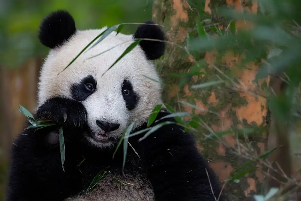 Catta, Alessandro: Bamboo Time