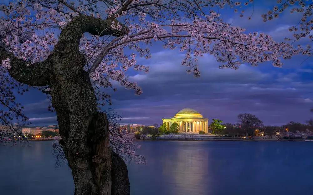 Zhu, Hua: Cherry blossoms around the Jefferson Memorial