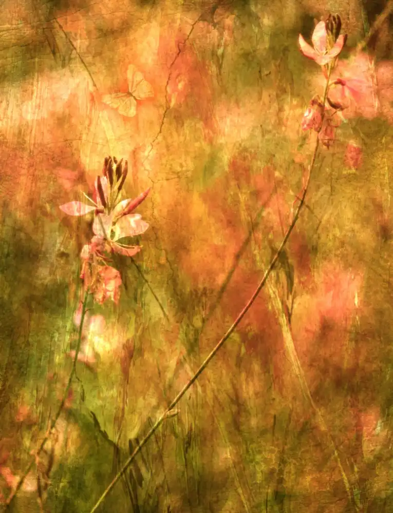 Devos, Delphine: Una contemplazione sui fiori