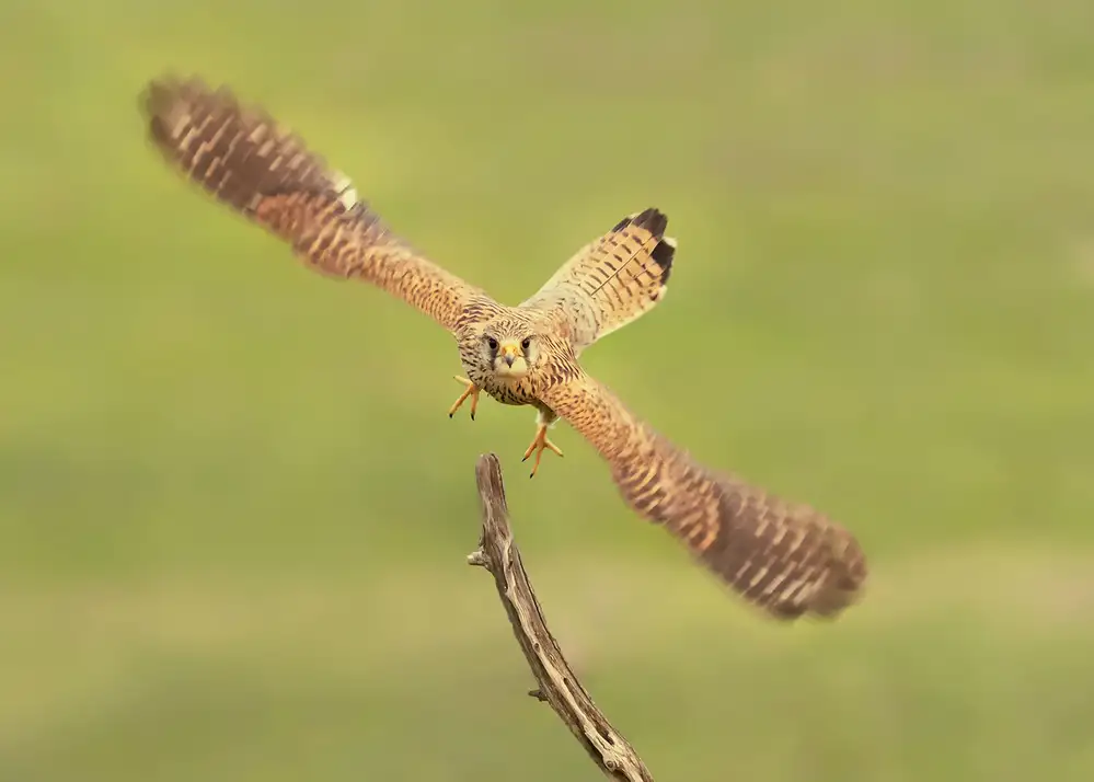 Poreider, Annie: Falco Peregrinus