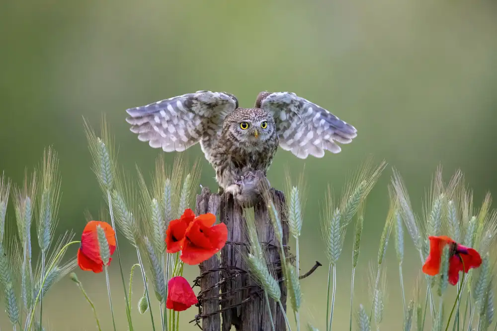 Redaelli, Marco: Open wings