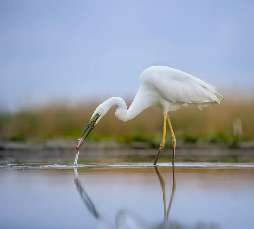 Tseng, Judy: Great egret