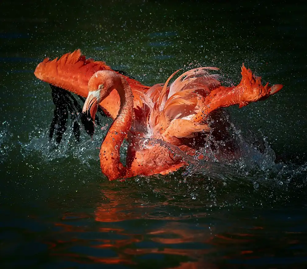 Yang, H David: Playing With Water